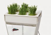 А ваши рыбки выращивают огород? Встречайте: акваферма!