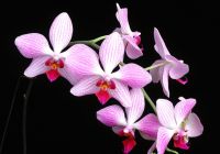 Все, что нужно знать об орхидеях для дома