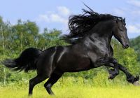 Самые дорогие лошади в мире!