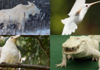 Альбиносы в мире животных